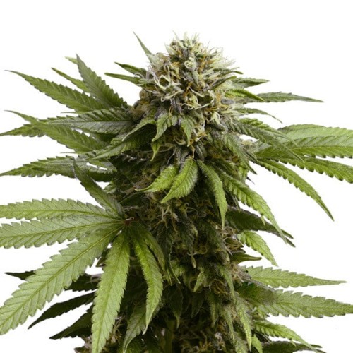 Apple Fritter Auto - Royal Queen Seeds...