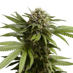 Apple Fritter Auto - Royal Queen Seeds femminizzati