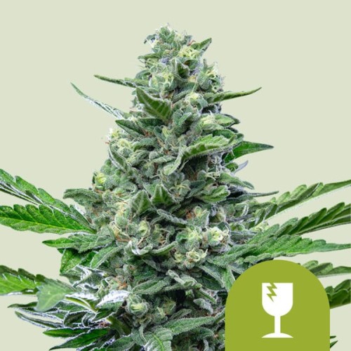 Royal Critical Auto

- Critical x Ruderalis

- Sativa 15% /  Indica 50% / Ruderalis 35%

- 6-7 Settimane