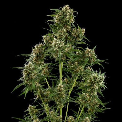 Royal Critical Auto - Royal Queen Seeds...