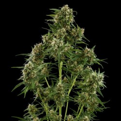 Royal Critical Auto - Royal Queen Seeds femminizzati