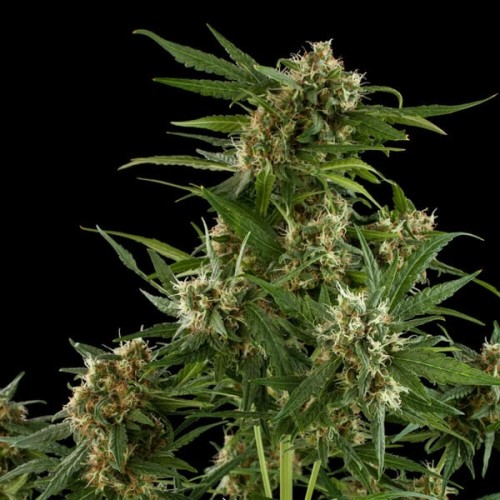 Royal Critical Auto - Royal Queen Seeds...