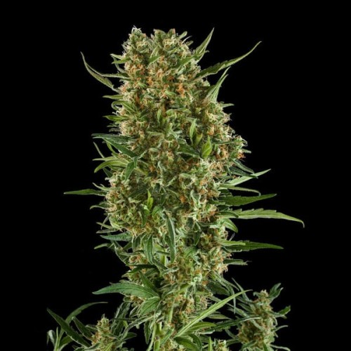 Royal Critical Auto - Royal Queen Seeds...