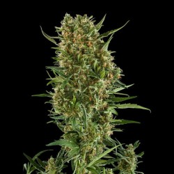 Royal Critical Auto - Royal Queen Seeds femminizzati