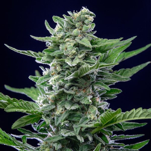 Royal Critical Auto - Royal Queen Seeds...