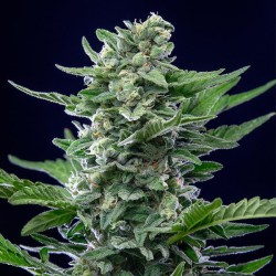 Royal Critical Auto - Royal Queen Seeds femminizzati