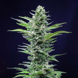 Royal Critical Auto - Royal Queen Seeds femminizzati