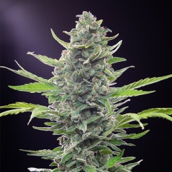 Royal Critical Auto - Royal Queen Seeds femminizzati