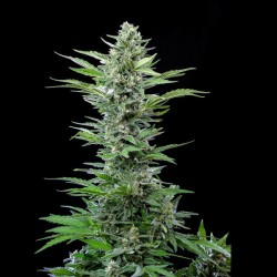 Royal Critical Auto - Royal Queen Seeds femminizzati