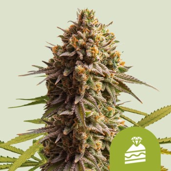 Wedding Cake Auto
- Wedding Cake x BF Super Auto 1
- Sativa 20% / 75% Indica / 5% Ruderalis
- 7-8 Settimane