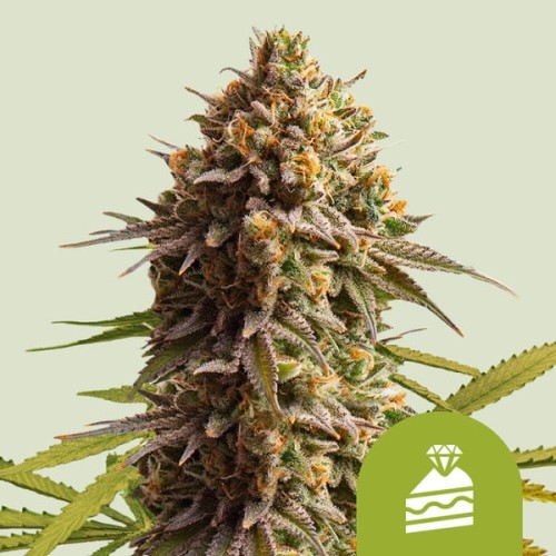 Wedding Cake Auto

- Wedding Cake x BF Super Auto 1

- Sativa 20% / 75% Indica / 5% Ruderalis

- 7-8 Settimane