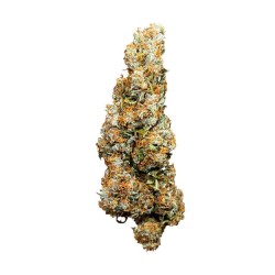 Wedding Cake Auto - Royal Queen Seeds femminizzati