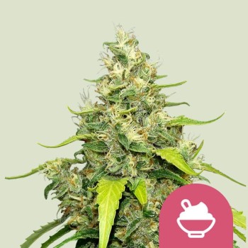 Blue Gelato
- Blueberry x Thin Mint Girl Scout Cookies x Sunset Sherbert
- Indica 80% / Sativa 20%
- 9-10 Settimane