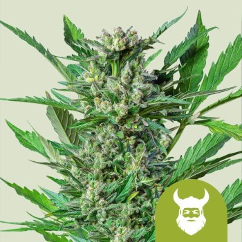 Royal Dwarf
- Skunk x Ruderalis
- Sativa 10% /  ndica 60% / Ruderalis 30%
- 6-7 Settimane