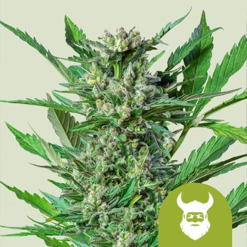 Royal Dwarf

- Skunk x Ruderalis

- Sativa 10% /  ndica 60% / Ruderalis 30%

- 6-7 Settimane