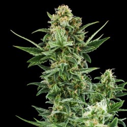 Royal Dwarf - Royal Queen Seeds femminizzati