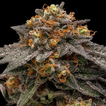 Shimo
- RS11 x K-Mintz
- Indica 60% / Sativa 40%
- 50-60 giorni