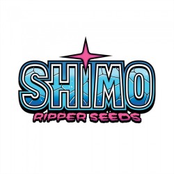 Shimo - Ripper Seeds femminizzati