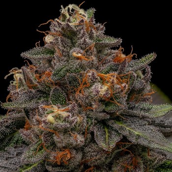 Korenji
- Radical Juice x Kmintz
- Indica 60% / Sativa 40%
- 50-60 giorni