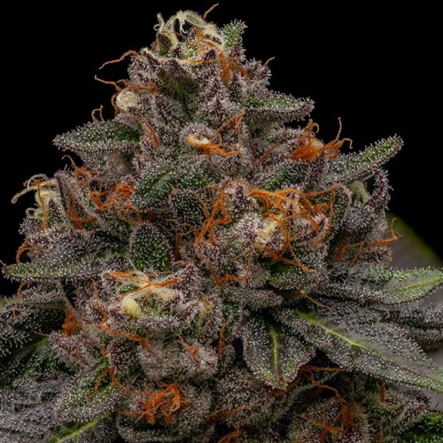 Korenji

- Radical Juice x Kmintz

- Indica 60% / Sativa 40%

- 50-60 giorni