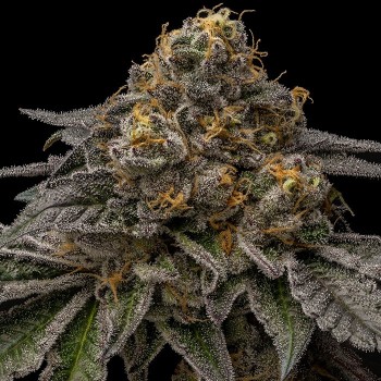 Break pad breath
- Gary Payton x Motorbreath
- Indica 60% / Sativa 40%
- 60-65 giorni