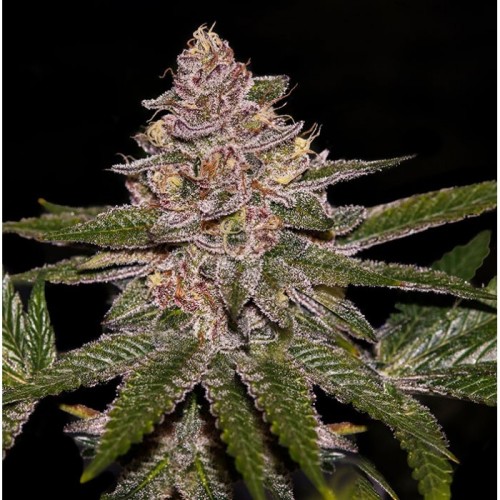 Radical Juice

- Tropicana Cookies x Runtz

- Dominanza Indica

- 50-55 giorni

- Ottobre