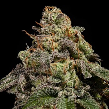 OMG
- Chem Cookies x Kush Mints 
- Dominanza Indica
- 60-70 giorni