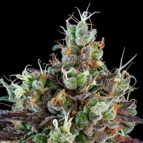 Sour Ripper Auto

- Sour Diesel

- Sativa Dominante

- 65-70 giorni