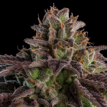 Kmintz Auto
- Dominanza Indica
- Zkittlez x Kush Mint
- 60-70 giorni