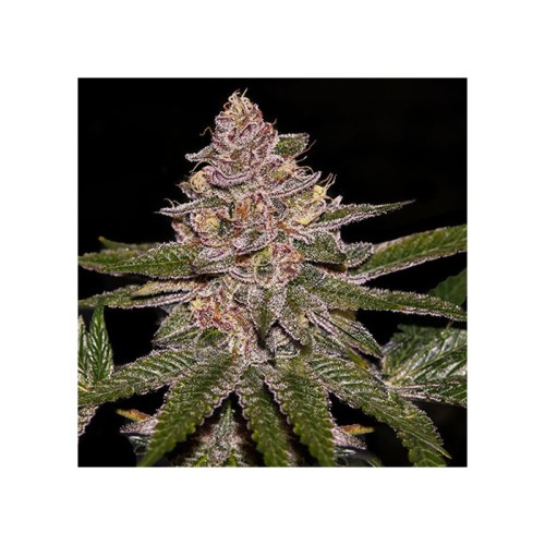 Radical Juice Auto 

- Tropicana Cookies x Runtz

- Dominanza Indica

- 70-75 giorni