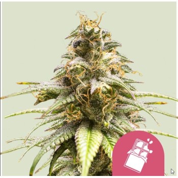 Chocolate Haze
- OG Chocolate Thai x Cannalope Haze
- Sativa 95% / Indica 5%
- 9-11 Settimane
- Fine Ottobre