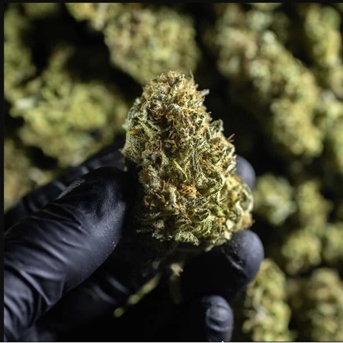 Chocolate Haze - Royal Queen Seeds femminizzati