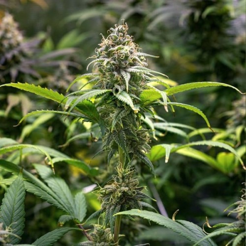 Chocolate Haze - Royal Queen Seeds femminizzati