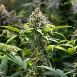 Chocolate Haze - Royal Queen Seeds femminizzati