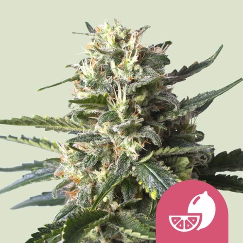 Lemon Shining Silver Haze - Royal Queen Seeds femminizzati