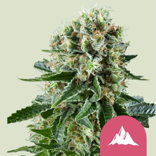 Critical Kush

- Critical x OG Kush

- Indica 80% / Sativa 20%

- 8-10 Settimane

- Metà Settembre