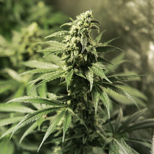 Critical Kush - Royal Queen Seeds femminizzati