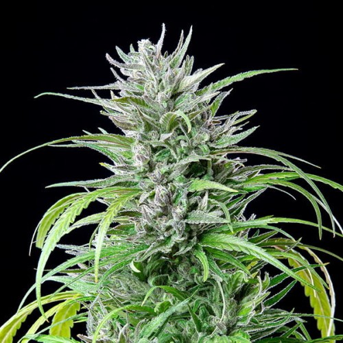 Critical Kush - Royal Queen Seeds femminizzati