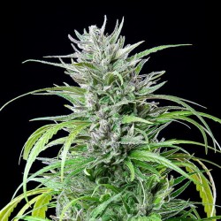 Critical Kush - Royal Queen Seeds femminizzati