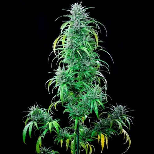 Critical Kush - Royal Queen Seeds femminizzati