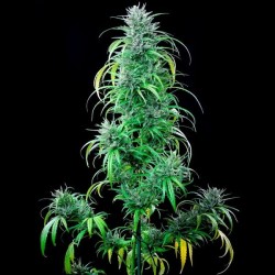 Critical Kush - Royal Queen Seeds femminizzati