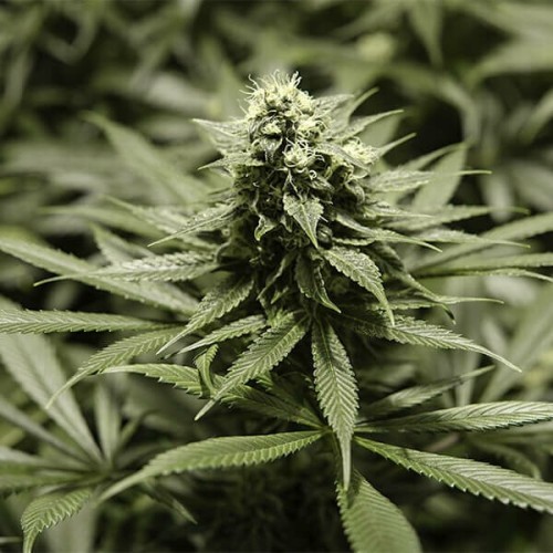 Critical Kush - Royal Queen Seeds femminizzati