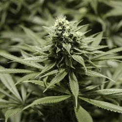 Critical Kush - Royal Queen Seeds femminizzati