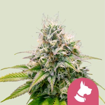 Kali Dog
- Chemdog x Sour Diesel
- Sativa 55% / Indica 45%
- 8-10 Settimane
- Fine Ottobre