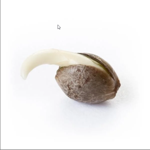 Mix femminizzati - Royal Queen Seeds