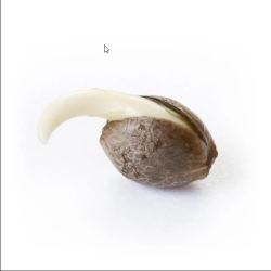 Mix femminizzati - Royal Queen Seeds