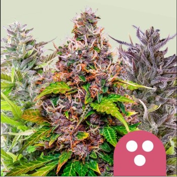 Mix femminizzati - Royal Queen Seeds 2