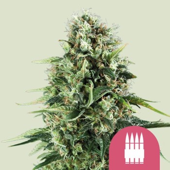 Royal AK
- Colombiano, Messicano, Thailandese e Afgano
-Sativa 60% / Indica 40%
- 8-9 Settimane
