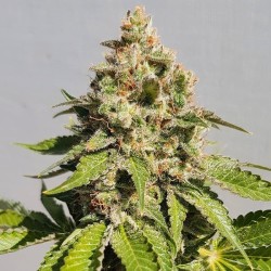 Royal Ak - Royal Queen Seeds femminizzati