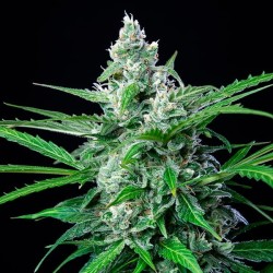 Royal Ak - Royal Queen Seeds femminizzati